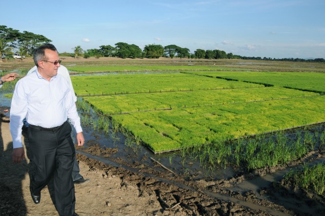 Ángel Estévez supervisa la siembra de arroz en Cotuí.