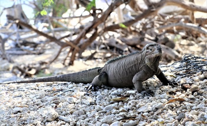 iguanas en el lago enriquillo