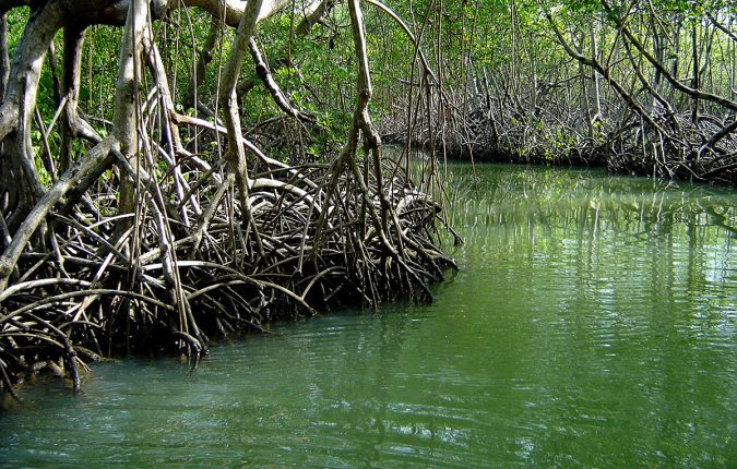 los haitises manglares