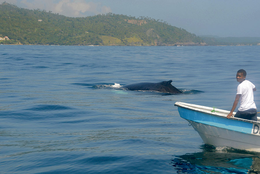 El acceso para la observación de las ballenas es gratis, aunque es preciso pagar costos de transporte.