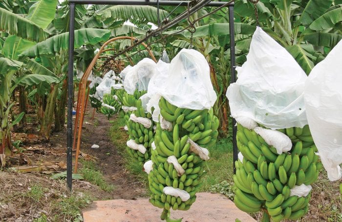 banano exportaciones reino unido