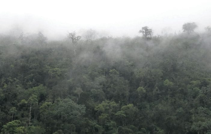 bosque nublado