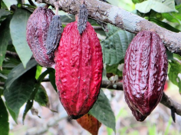 Cacao en Ecuador. 