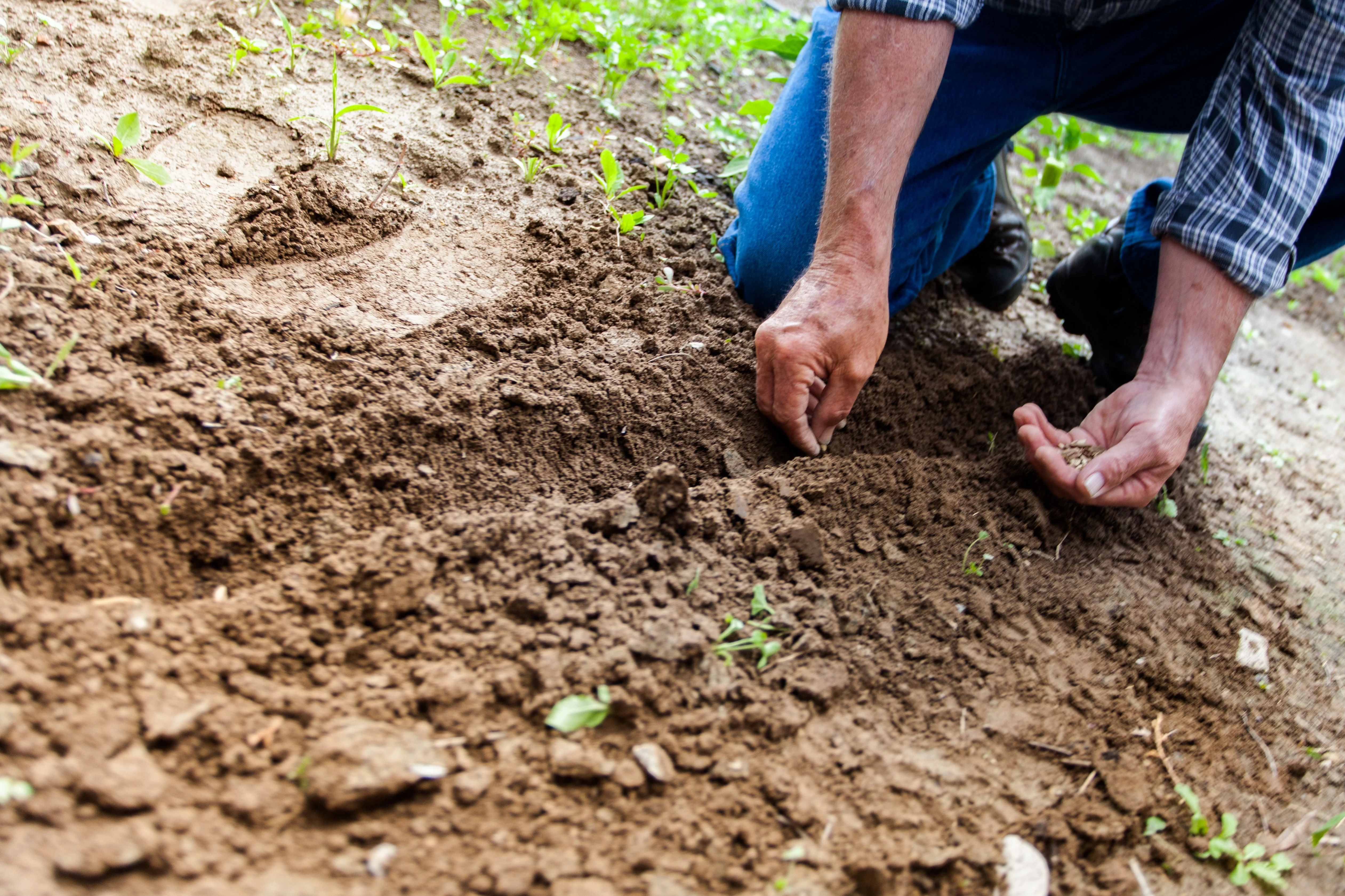 La agropecuaria sostiene a la econom&iacute;a brasile&ntilde;a en plena pandemia