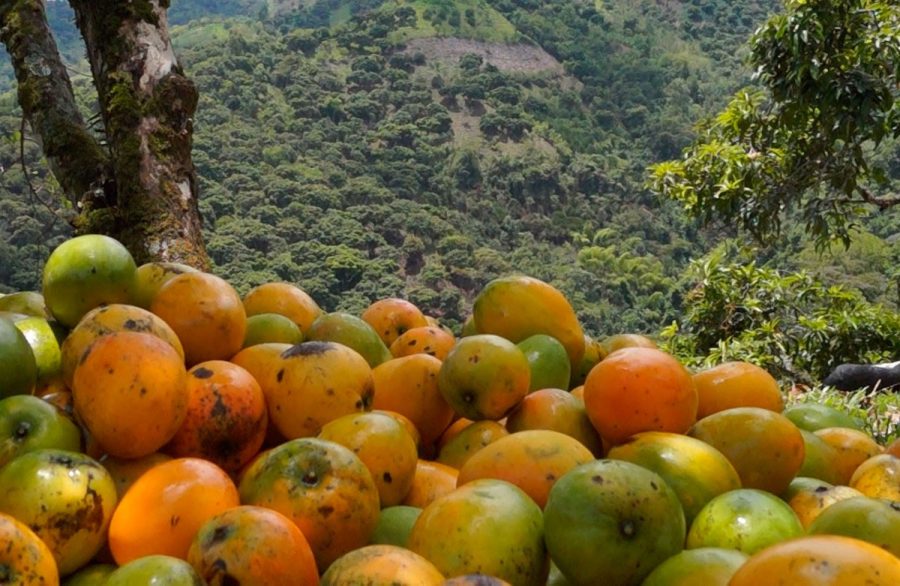Medina entrega "moderna planta" a productores de mango en Peravia