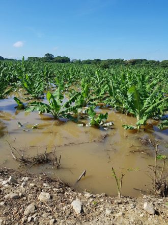 plantacion banano inundaciones agropecuaria